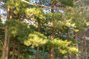 Beautiful, natural, green, coniferous trees in the taiga