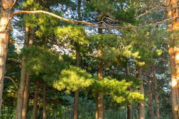 Beautiful, natural, green, coniferous trees in the taiga