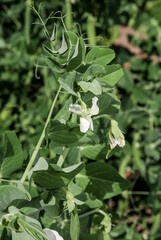 Pea (Pisum sativum) in vegetable garden