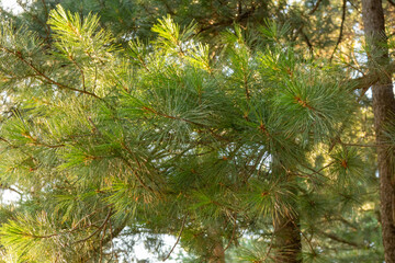 Beautiful, natural, green, coniferous trees in the taiga