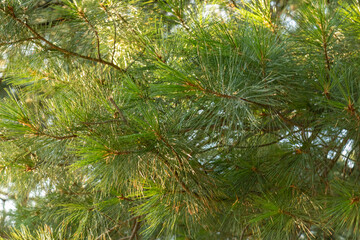 Beautiful, natural, green, coniferous trees in the taiga