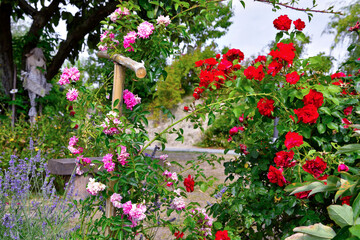 flower garden in sale san Giovanni cuneo Italy