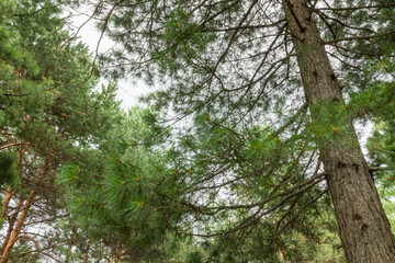 Beautiful, natural, green, coniferous trees in the taiga