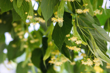 Linden tree flowers clusters (tilia cordata, europea, small-leaved lime, littleleaf linden bloom) Pharmacy, apothecary, natural medicine, healing herbal tea, aromatherapy. Spring background.