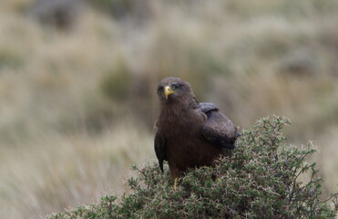 Closeup portrait of Tawny Eagle (Aquila rapax) resting in bush Simien Mountains, Ethiopia