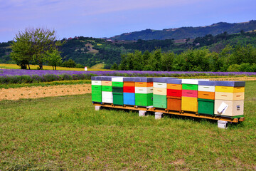 a row of colorful beehives for bees