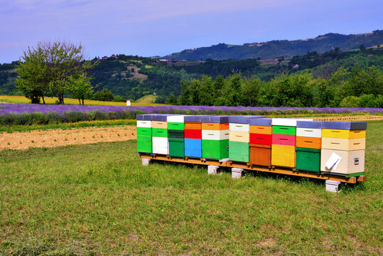 a row of colorful beehives for bees