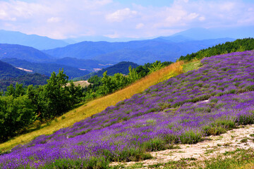 Plakat lavender field at sale san Giovanni cuneo Italy