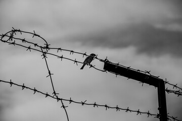a sparrow sitting on a barbed wire against a darkening sky, concept photography