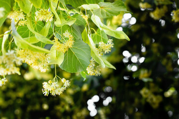 Linden tree flowers clusters (tilia cordata, europea, small-leaved lime, littleleaf linden bloom) Pharmacy, apothecary, natural medicine, healing herbal tea, aromatherapy. Spring background.