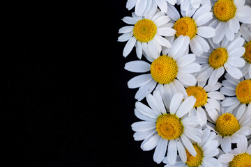 Obraz premium delicate daisies on a black background, place for text, copy space