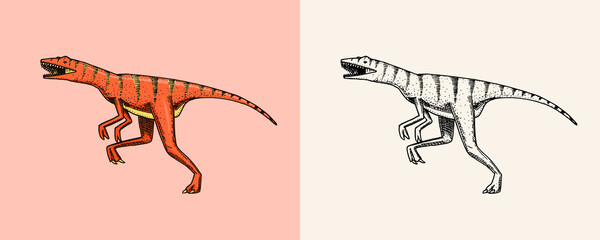 Dinosaur Velociraptor, skeletons, fossils. Prehistoric reptiles. Vintage sketch for t-shirt print or poster. Animal engraved Hand drawn vector.