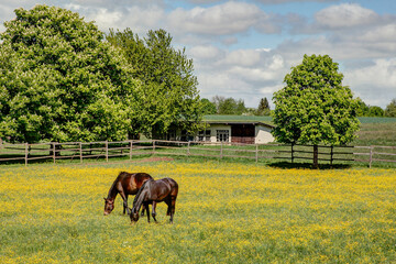 The table is richly set, the horses graze merrily in a paddock whose meadow is littered with yellow buttercups.