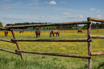 The spring sun shines from the sky and the horses in the paddock graze peacefully on the pasture...