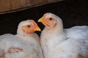 Two girlfriends - white chickens look at the camera with curiosity