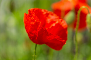 graceful red fragile poppies in the meadow, beautiful flowers for a loved one, summer atmosphere on a poppy field
