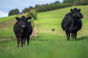 angus and Murray grey cows chewing grass.