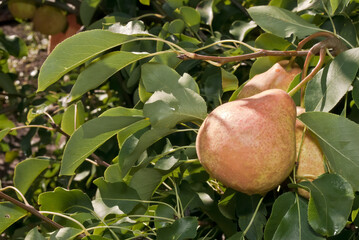 European Pear (Pyrus communis) in orchard