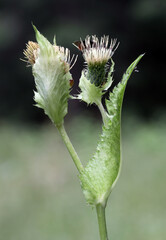 Cabbage thistle flower