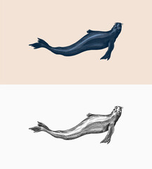 Fur seal. Marine creatures, nautical animal or pinnipeds. Vintage retro signs. Doodle style. Hand drawn engraved sketch