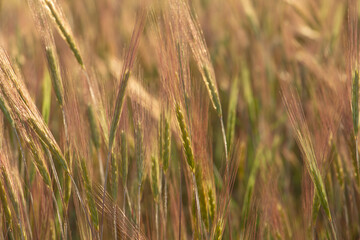 Wheat ears in sunlight, sunset on the field