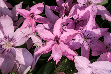 Large-Flowered Clematis (Clematis x jackmanii) in garden