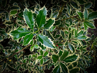 A single berry amongst its holly