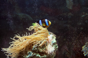 amphiprion clarkii  swimming with anemone