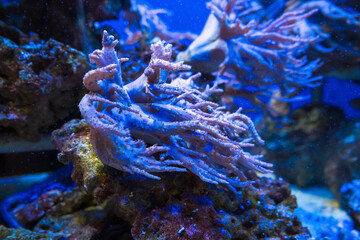 Fototapeta na wymiar devils hand corals close up view