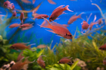 school of Lyretail cichlids swimming inside fishtank