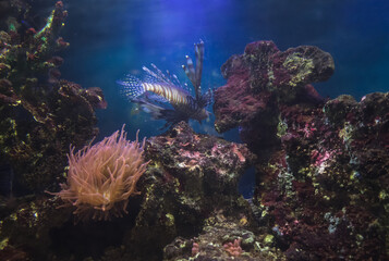 underwater background with lion fish corals and anemone