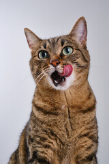 Close up portrait of a cat. Muzzle of a cute tabby cat licking lips and nose. Selective focus. Cat sitting and looking up. The muzzle of a brown domestic cat. © VLAD ANTONOV