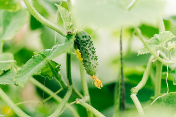  Growing and blooming young cucumbers on a branch in a greenhouse. Young plants blooming cucumbers with yellow flowers, close-up on a background of green leaves