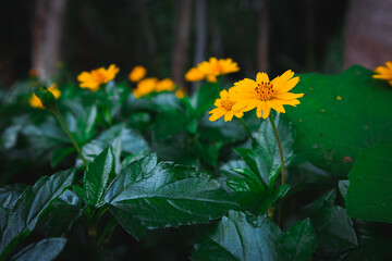 Creeping Daisy Flower, yellow flower in the garden