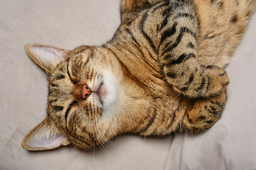 Beautiful short hair cat lying on the sofa at home.  Tabby cat sleeping   funny and playful. The muzzle of a brown domestic cat. Selective focus. 