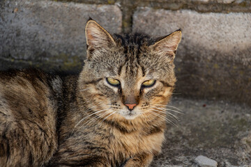 young tabby cat fighter is resting in the yard after a hard day