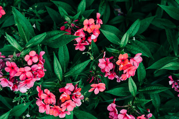 Dark green leaves with pink flowers pattern background, Natural background and wallpaper. Black tropical abstract green grass texture. Ornamental plant in the garden. Organic natural background
