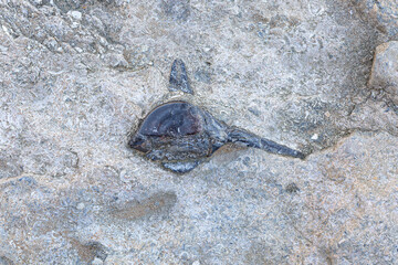 Fossil in stone, archaeological and palontological find of an ancient fish or animal sealed in a...