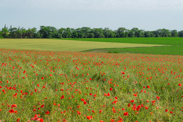 poppy field, floral bright landscape in sunlight