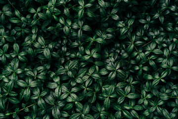 Dark green leaves pattern background, Natural background and wallpaper. Black tropical abstract green grass texture. Ornamental plant in the garden. Eco wall. Organic natural background