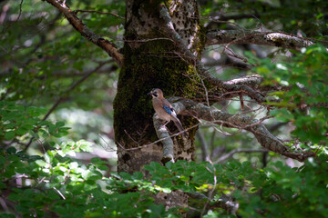 jay, on a tree branch. Passerine bird belonging to the Corvid family.