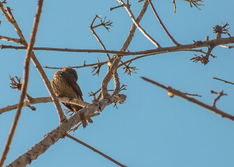 BIRD ON A TREE