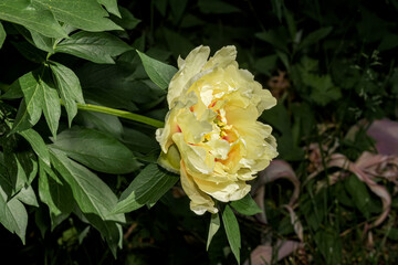 Itoh Hybrid Peony (Paeonia Itoh hybrid) in park