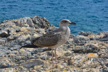 Caspian Gull 