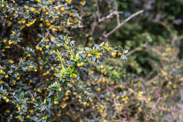 a thorny twig of a barberry with blossoms