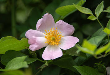 Fototapeta premium pink petals and yellow stamens of a dog rose