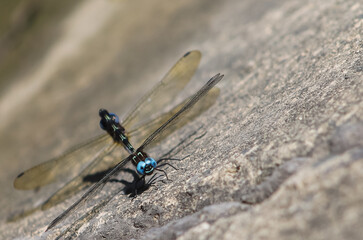 BLUE-EYED DRAGONFLY PAIRING ON CONCRETE SURFACE