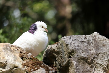 White pigeon sitting on a rock on blurred nature background. Portrait of a dove in summer