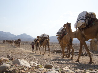 Closeup side on landscape portrait of camel caravan transporting salt across rough inhospitable terrain Ass Ale Salt Lake Ethiopia