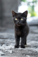 Black little kitten on the street looks intently in front of him, a kitten on a blurred background. Cute kitten